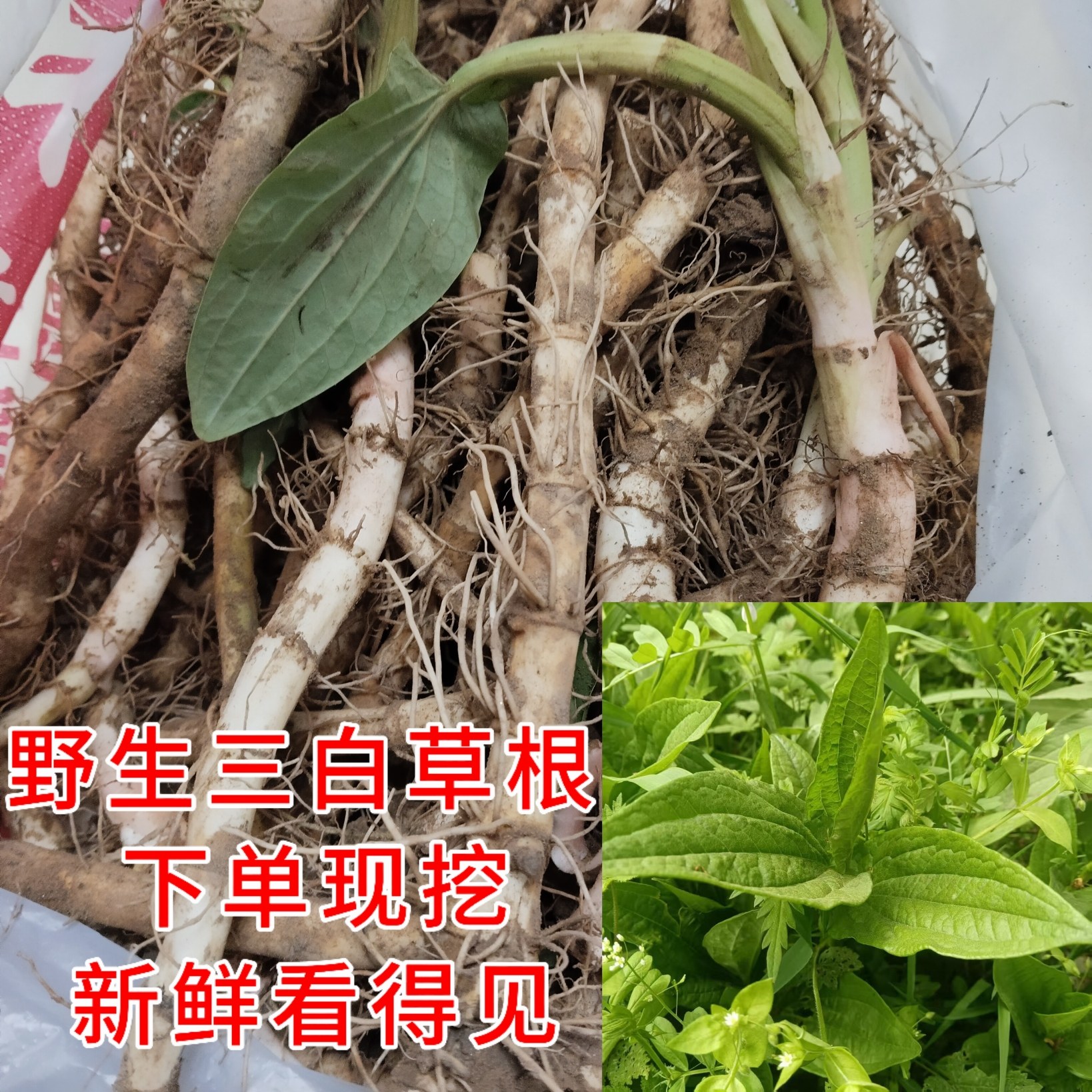 野外现挖三白草根中草药500g