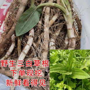 野外现挖三白草根中草药白面姑百节藕白花莲塘边藕过塘藕中药材