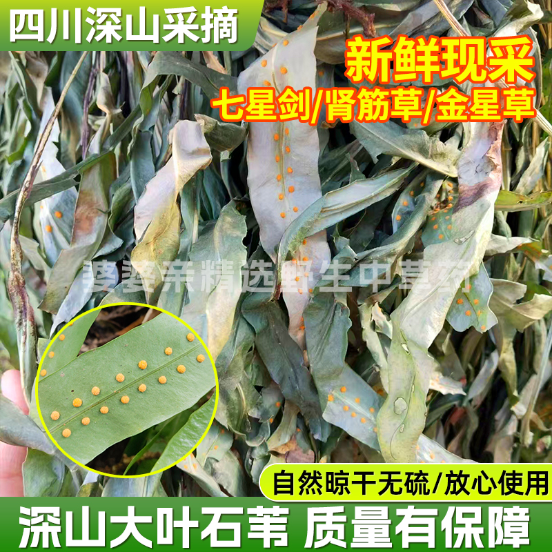 深山大叶石苇农家新鲜现挖七星剑化石草肾筋草金星草江南星蕨现采