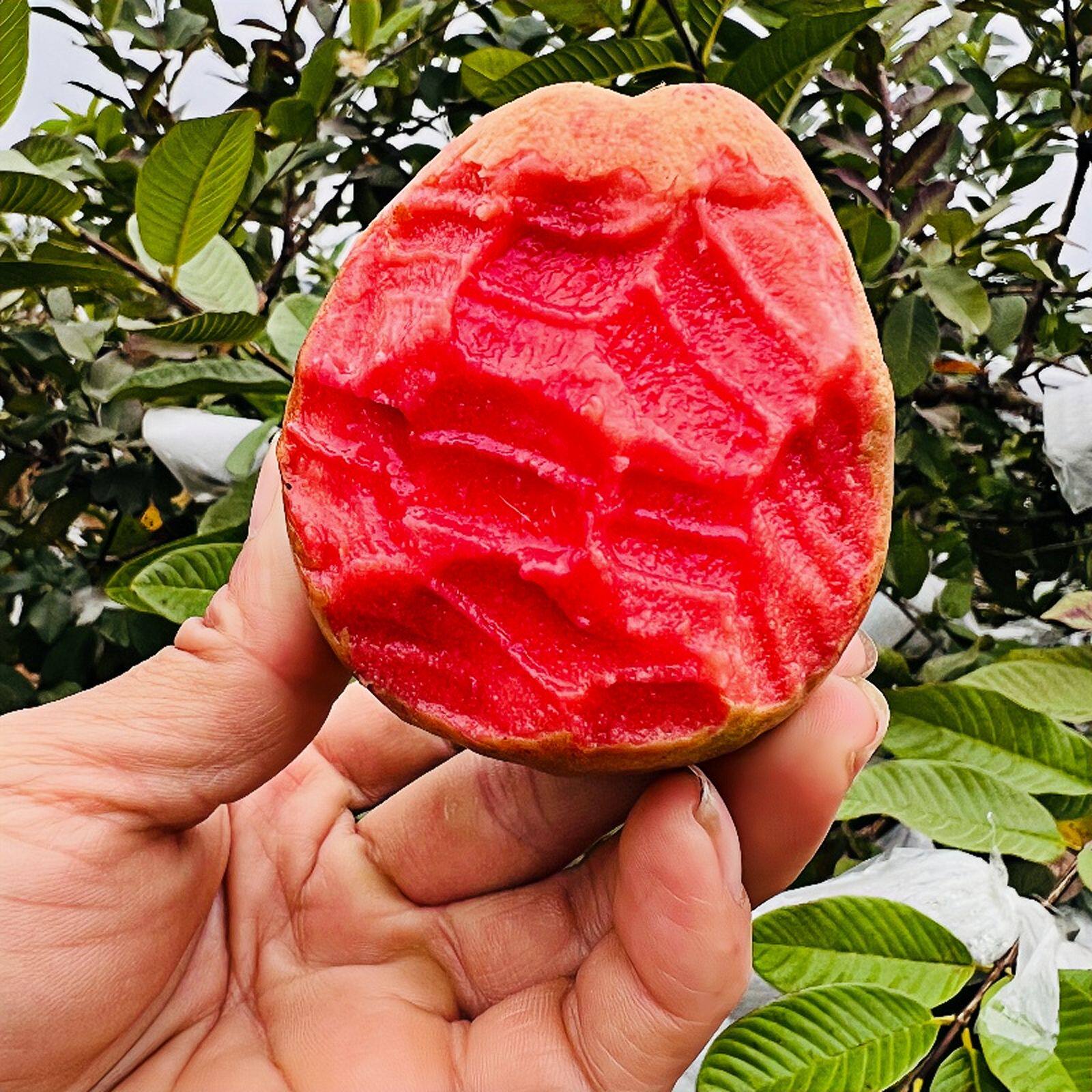胭脂红软糯广州当季奶油番石榴
