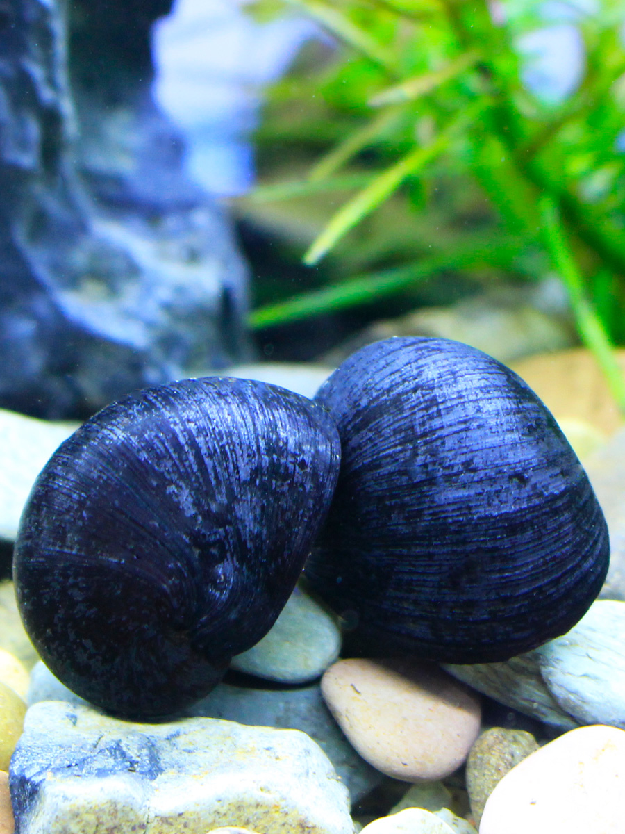 观赏螺苹果神秘黄金斑马洋葱活体螺黑金刚彩蛋螺工具螺清洁除藻螺