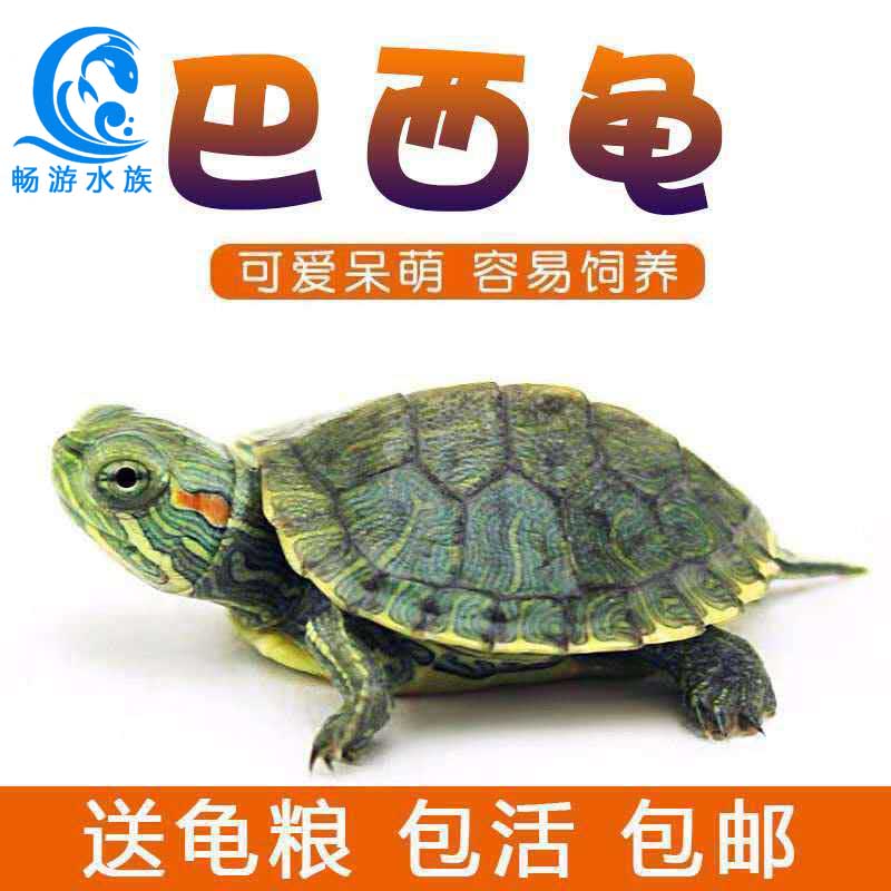 巴西龟活物龟苗小乌龟淡水龟宠物龟半水龟彩龟红耳龟观赏龟长寿龟