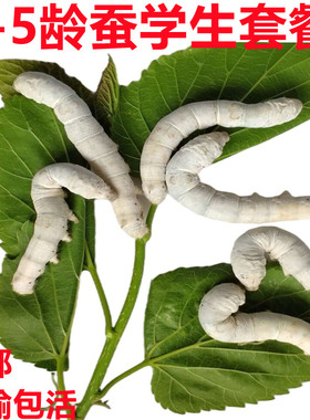 1-5龄蚕宝宝活体学生养蚕套装巨型5龄送新鲜桑叶白色家蚕爬虫宠物