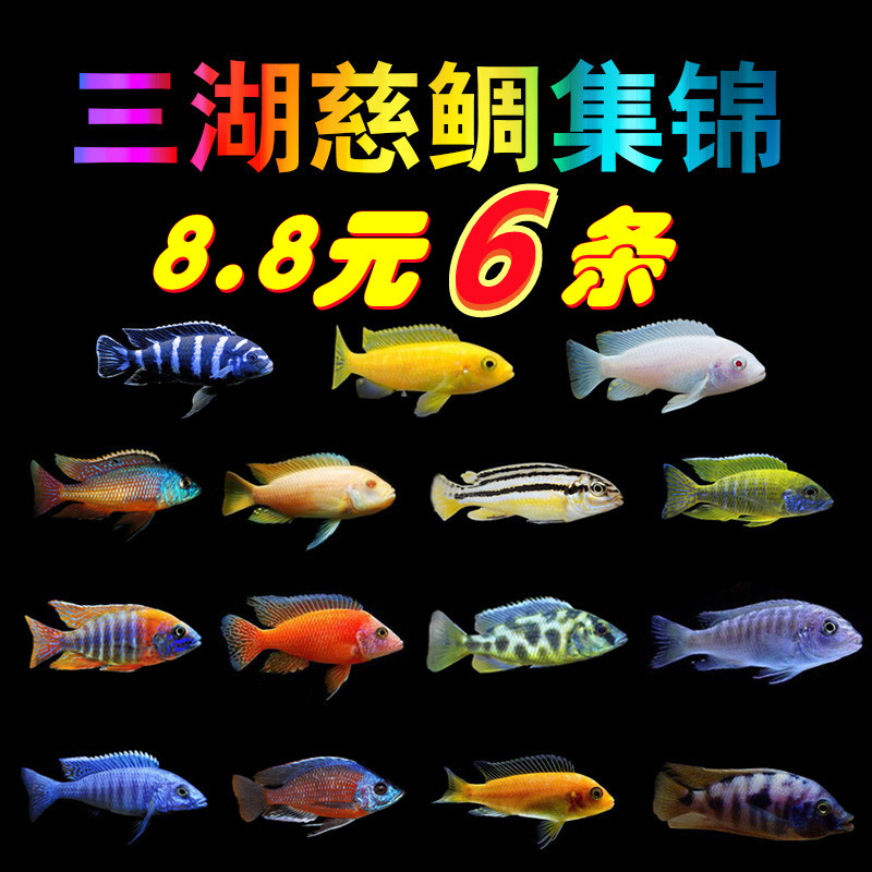 三湖慈鲷马鲷蓝阿里皇帝非洲王子热带鱼活体鱼小型淡水观赏鱼包邮