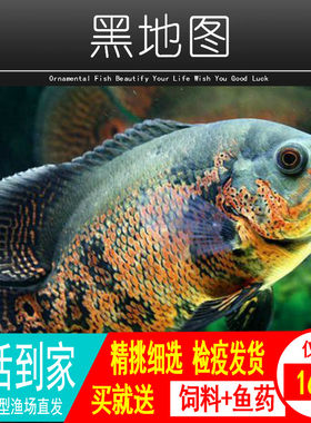 黑白地图鱼活体猪仔鱼花猪鱼大型热带观赏鱼银龙鱼鹦鹉鱼招财鱼