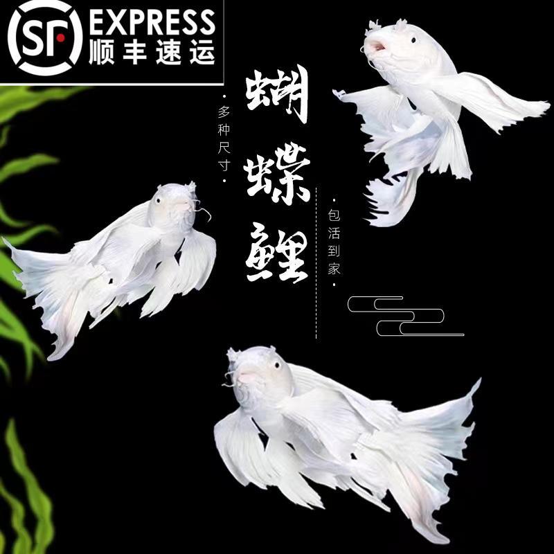 顺丰纯种蝴蝶鲤短身球体观赏鱼冷水鱼锦鲤招财鱼鱼苗金鱼好养包活