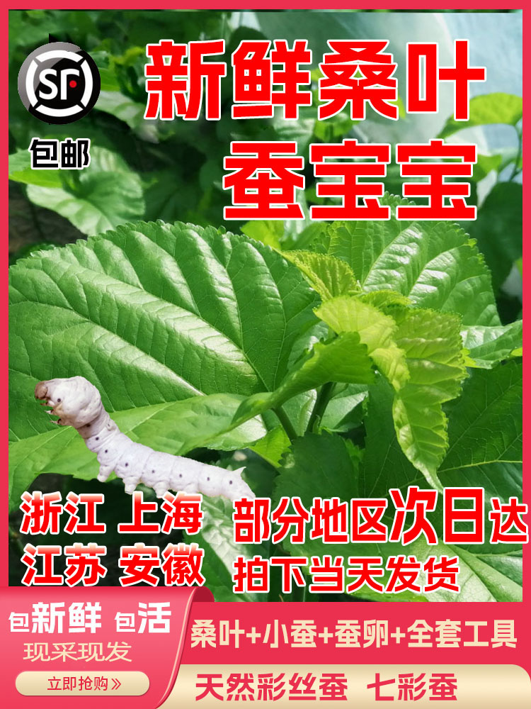 桑叶新鲜嫩现摘喂蚕送金丝蚕宝宝学生养蚕套装大叶桑树叶饲料蚕卵
