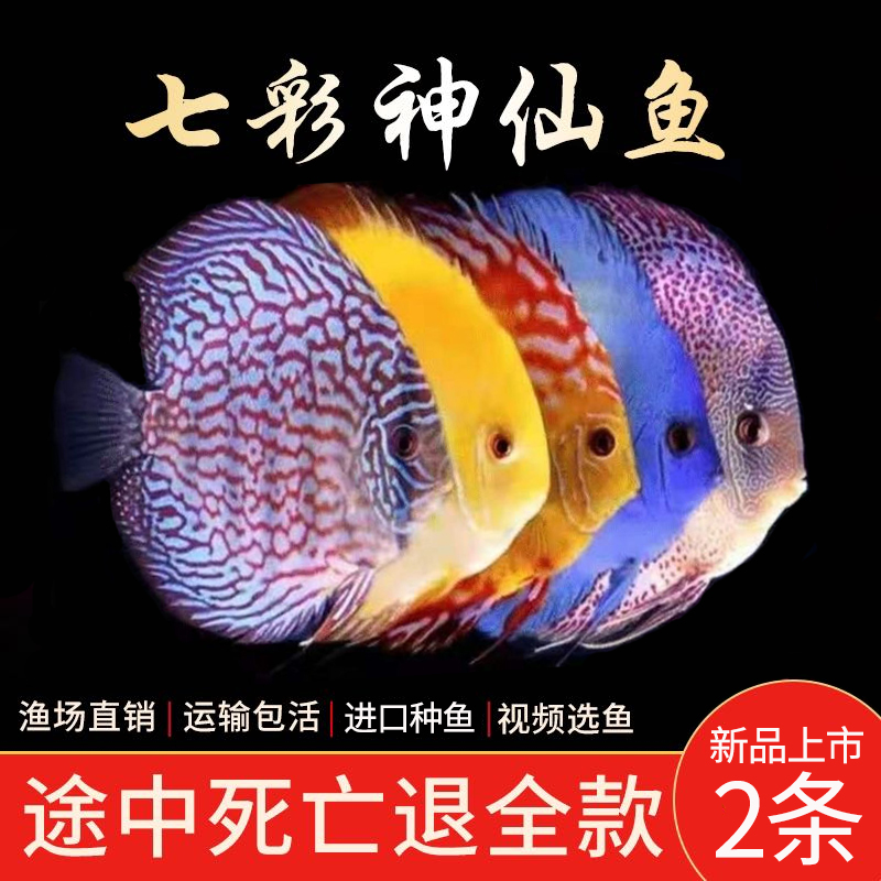 【精品七彩】七彩神仙鱼热带观赏鱼7彩燕鱼苗活体中小型好养包邮