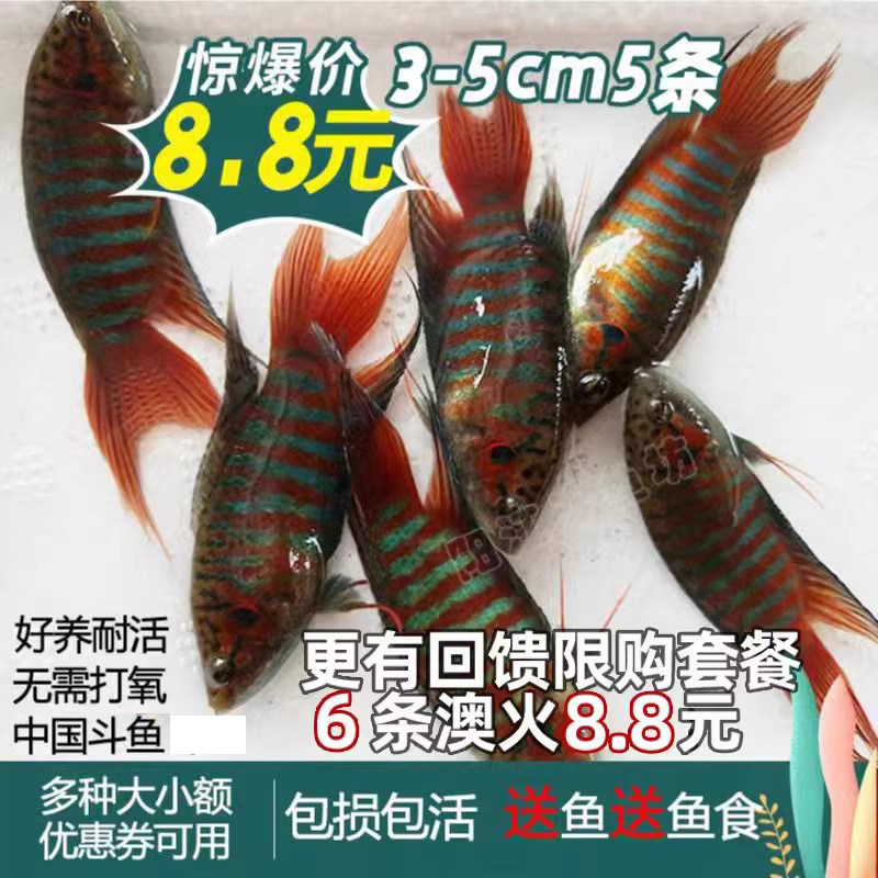 中国斗鱼活鱼普叉尾不换水小型观赏鱼菩萨花手巾好耐养的淡冷水鱼图片