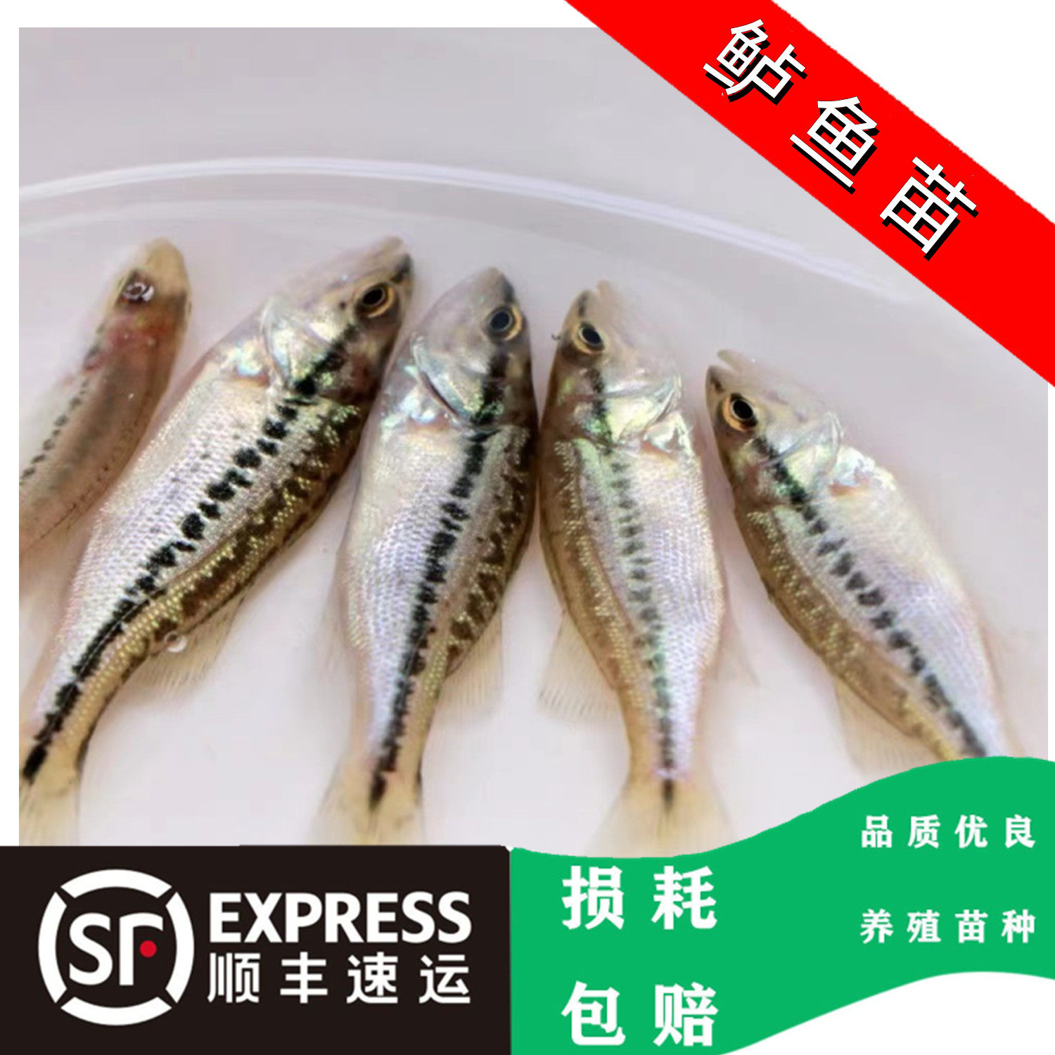 加州鲈鱼大口黑鲈大嘴鲈七星鲈鱼活体淡水养殖驯化公分苗顺丰包邮
