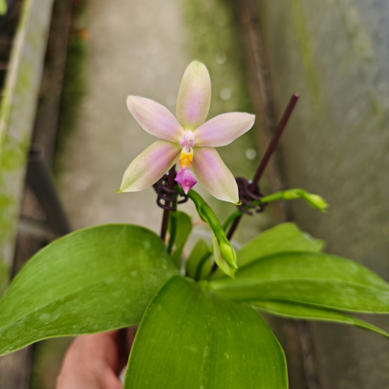 香妃实生苗 原生蝴蝶兰有香味