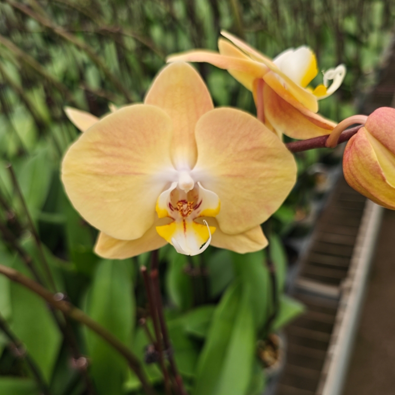 哈克珍珠/N5315蝴蝶兰