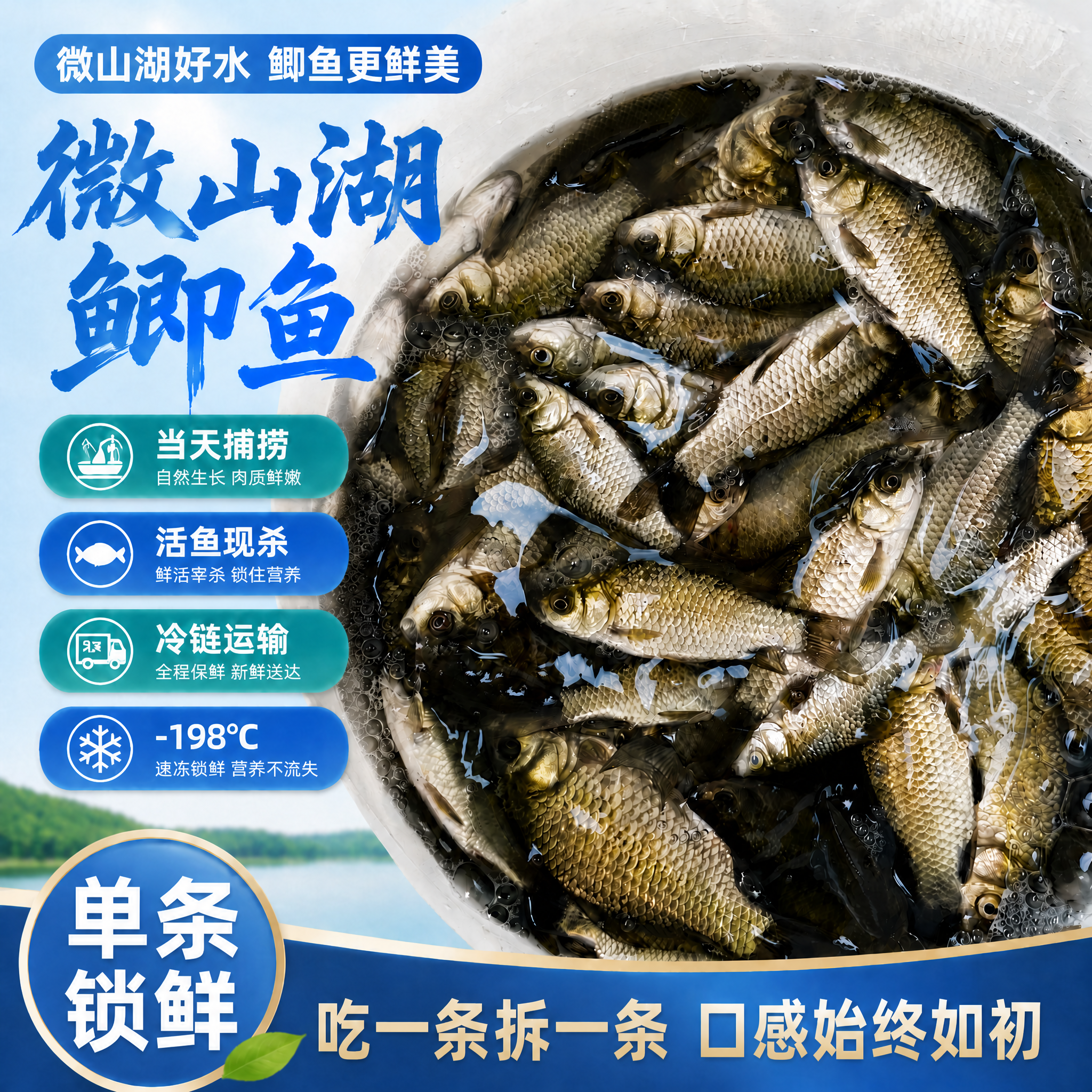 微山湖鲫鱼渔民捕捞新鲜活体现杀淡水鱼产妇老人小孩煲汤滋补饭店
