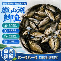微山湖鲫鱼渔民捕捞新鲜活体现杀淡水鱼产妇老人小孩煲汤滋补饭店