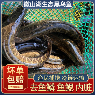 微山湖生态黑鱼淡水乌鱼渔民捕捞新鲜现杀发货发财鱼炖汤术后滋补