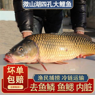 微山湖大鲤鱼原生态野捕正宗金鳞赤尾大鱼淡水鱼鲜活现杀发货生鲜