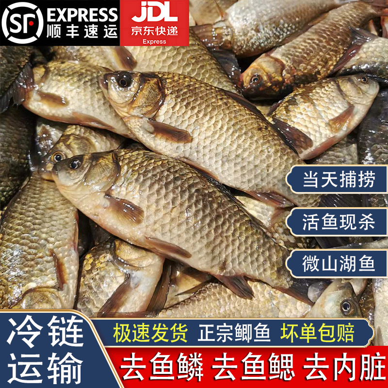 微山湖鲫鱼渔民捕捞活鱼现杀三去