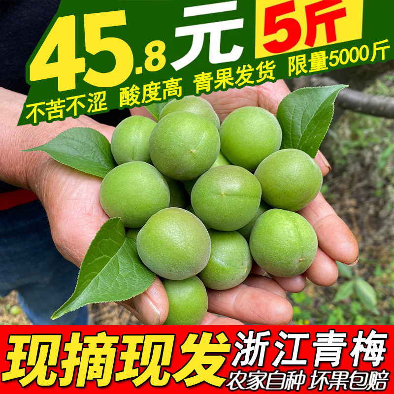 青梅鲜果正宗浙江绍兴新鲜泡酒专用现摘深山野生酸孕妇梅子水果