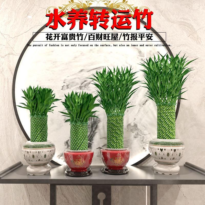 编织招财竹富贵竹水培植物盆栽客厅水养大型绿植室内四季常青乔迁