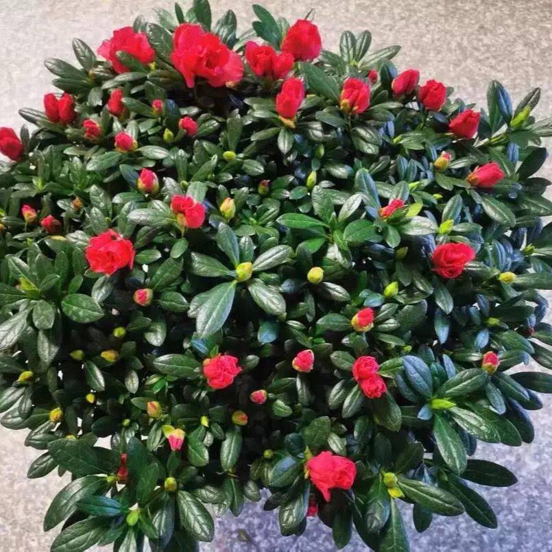 杜鹃花盆栽带花苞四季开花大颗老桩室内阳台好养易活花卉盆景绿植