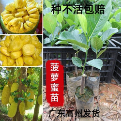 菠萝蜜树树苗干包正宗广东嫁接黄肉高产南方菠萝苗带土带叶包邮