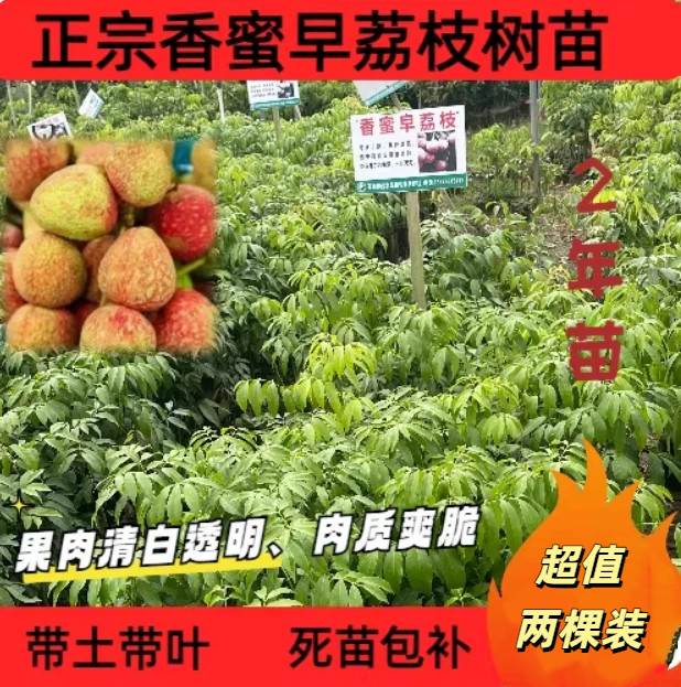 正宗香蜜早荔枝嫁接树苗两年苗带土带叶两棵装广东香蜜早荔枝苗