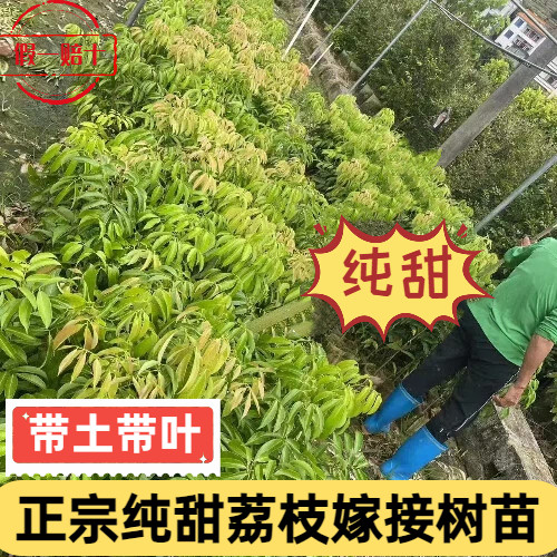 广东纯甜荔枝嫁接树苗2年苗包邮