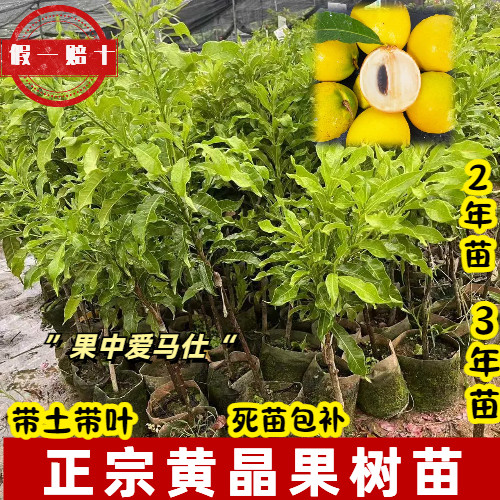 广东黄晶果嫁接果树苗带土带叶盆栽地栽黄金果树苗两年易存活正宗