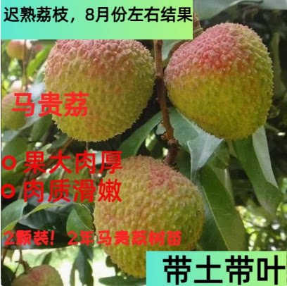 八月红荔枝两年苗包邮保真正宗