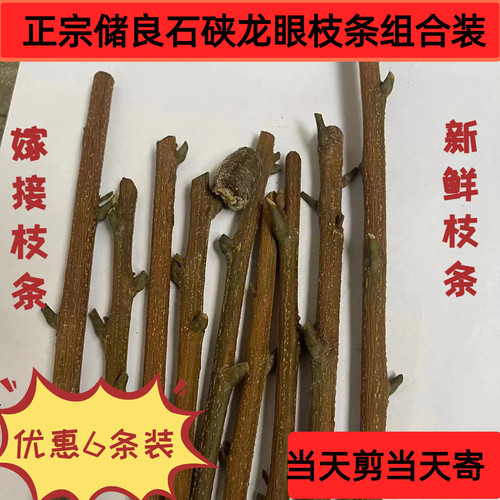 储良龙眼嫁接枝条石硖新鲜压条