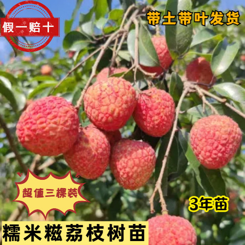 广东糯米糍3年嫁接苗包邮保真