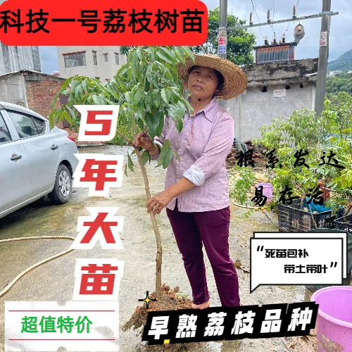 科技一号大苗早熟带土保真包邮