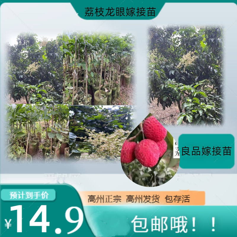 正宗早产白糖罂嫁接苗图片