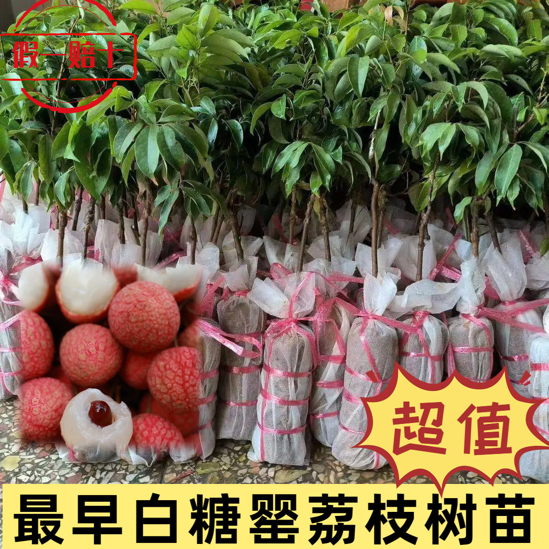 早熟白糖罂荔枝苗10棵包邮保真图片