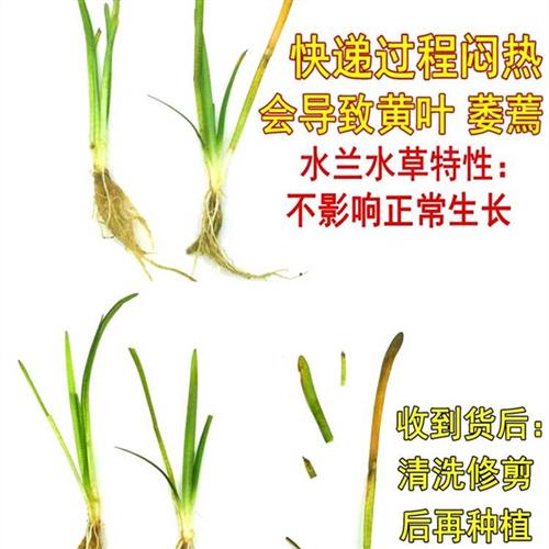 大小水兰迷你细叶纽兰前景苦草水草鱼池养鱼缸草绿植造景植物套餐