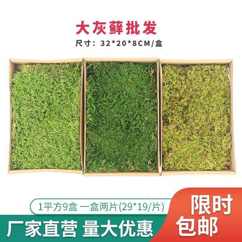 永生苔藓大灰藓植被苔藓枯山水景观装饰青苔草皮绿植墙干花背景墙