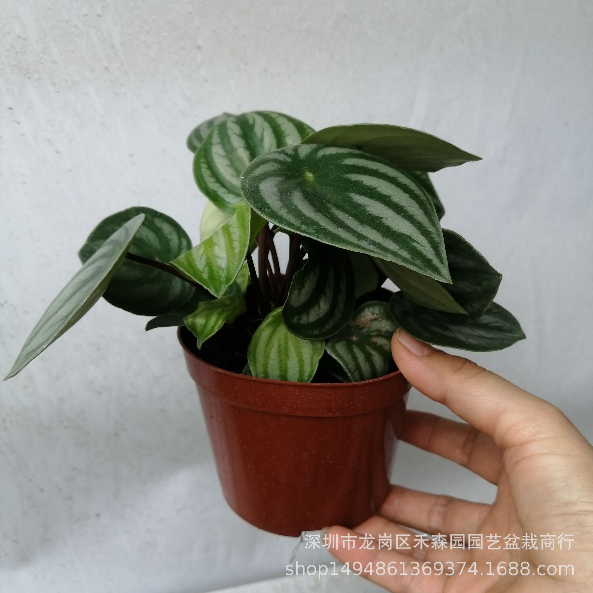 西瓜皮椒草in风懒人植物好养园艺