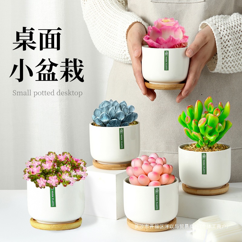 多肉植物组合室内小盆栽办公室