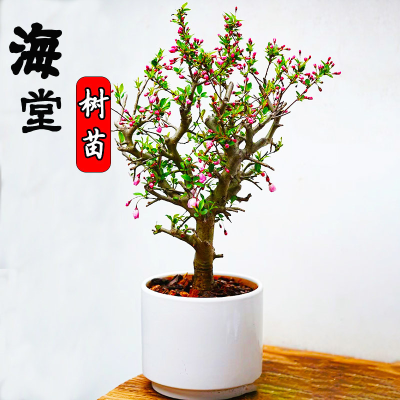 海棠花盆栽四季开花垂丝海棠盆景