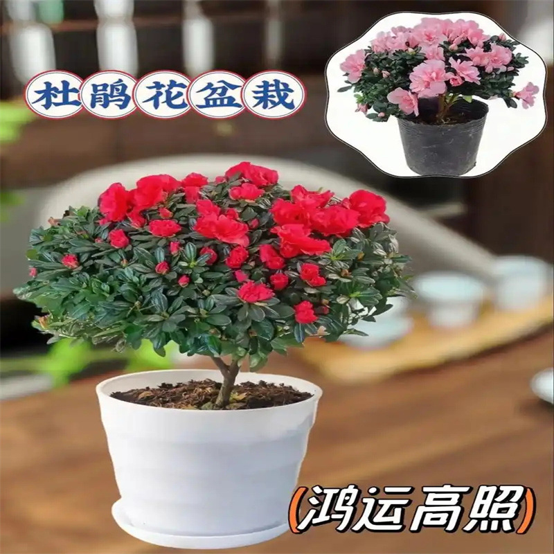 杜鹃花盆栽带花苞特大盆室内老桩