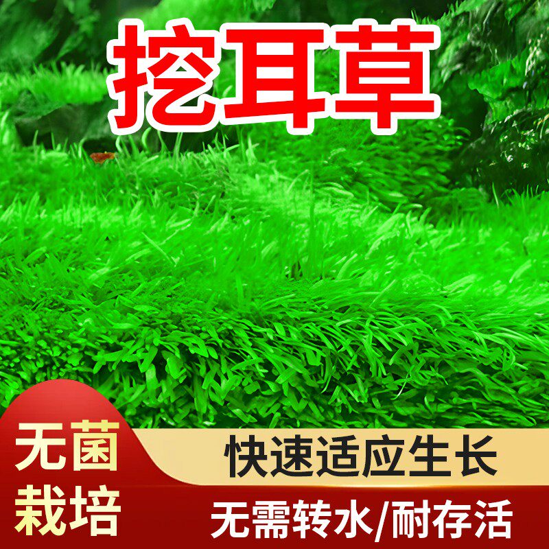 挖耳草无菌杯鱼缸前景草大草原无菌杯淡水养殖阳性水草植物绿植