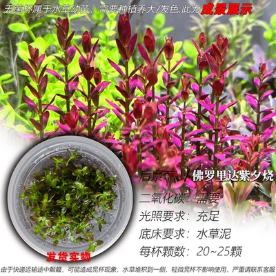 佛罗里达紫夕烧无菌杯自养水下叶