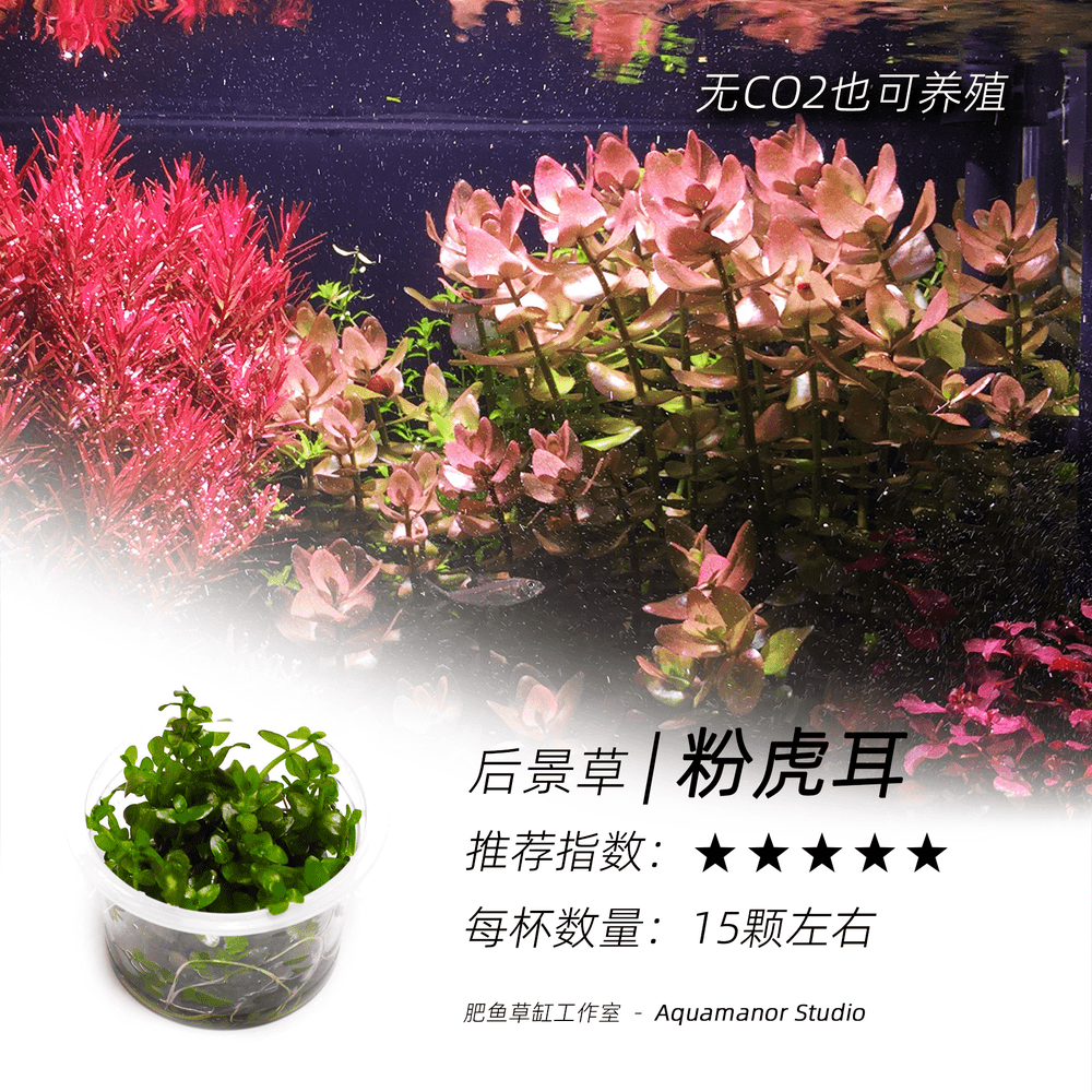 粉红虎耳无菌杯荷兰景阳性淡水