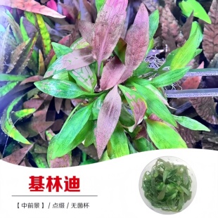基林迪思维椒草无菌杯水草鱼缸草缸中后景造景荷兰景植物无藻无螺
