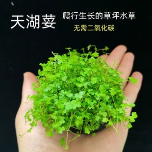 天湖荽坨草杯鱼缸草缸造景前景趴行迷你懒人阴性草坪淡水植物活体