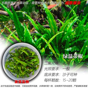 绿温蒂椒草小温蒂椒阴性水草无菌杯中景水草无需二氧化碳好养易活