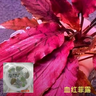 血红菲露椒草无菌杯稀有水草咖啡椒草阴性水草懒人水草温蒂椒草