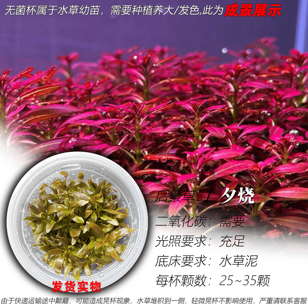 夕烧水草无菌杯水下叶草缸造景植物鱼缸红色中景水草稀水草荷兰景,宠物/宠物食品及用品,水草,淘宝优惠券,粉丝福利购,淘宝优惠卷