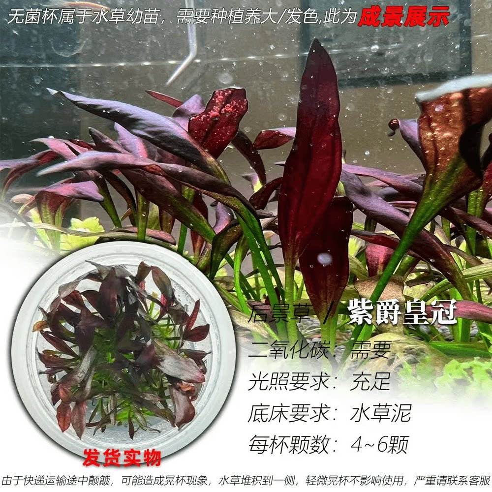 紫爵皇冠水草无菌杯子植物紫色中景草 鱼缸造景装饰好养易活水下