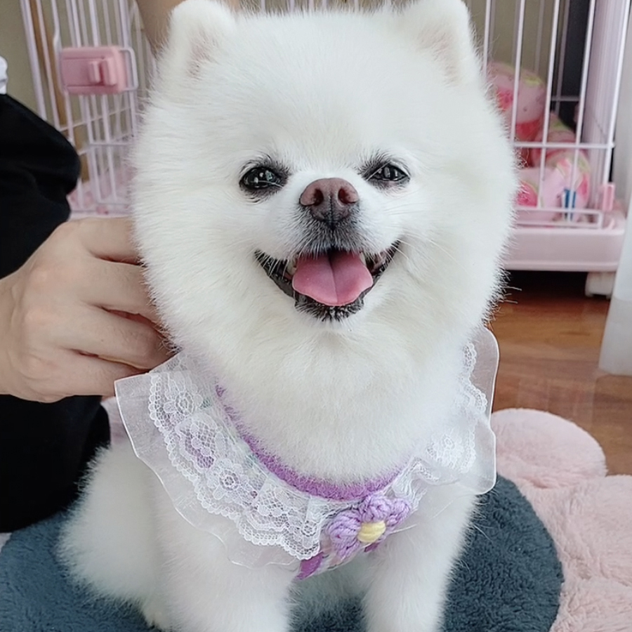 猫狗通用碎花裙胸背toffy同款
